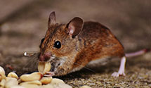 24 Hour & Emergency Exterminators in Brigantine City, NJ